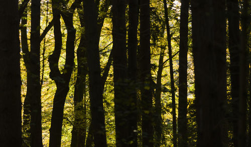 Full frame shot of bamboo trees in forest