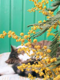 Close-up of cat on plant