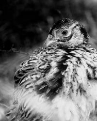 Close-up of a bird