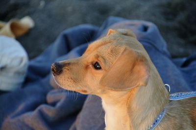 Close-up of a dog looking away