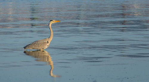 View of bird in lake