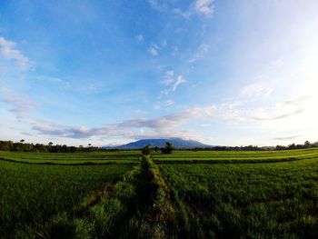 Scenic view of agricultural field against blue sky