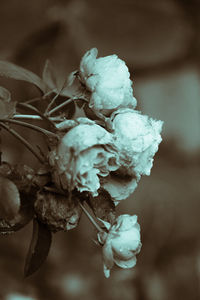 Close-up of white flower