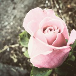 Close-up of pink rose blooming