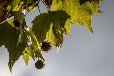 Low angle view of fresh green leaves against clear sky