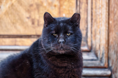 Large stray cat in central athens 