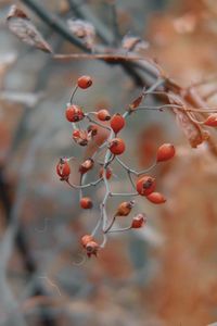 Red berries