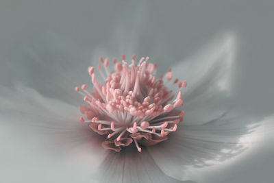 Close-up of pink flower