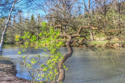 Reflection of trees in water