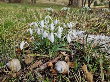 High angle view of white crocus flowers on field