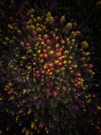 Low angle view of flowering plants and trees