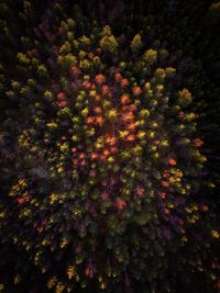 Low angle view of flowering plants and trees