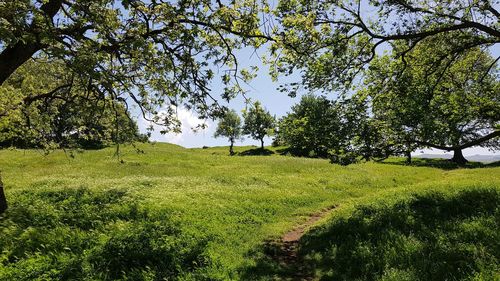 Trees on field against sky