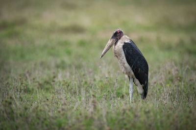 Marabou stork perching on field