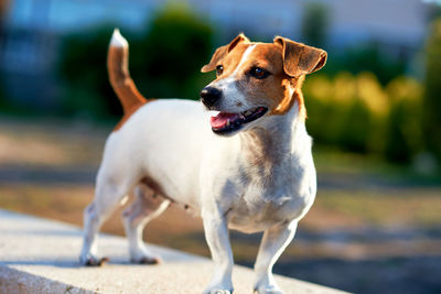 Close-up of dog standing on retaining wall