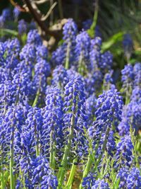 Close-up of purple lavender flowers on field