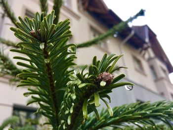 Close-up of potted plant