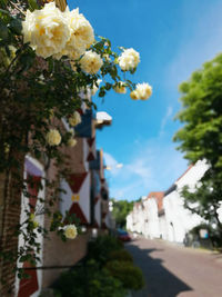 Close-up of flowers growing on tree