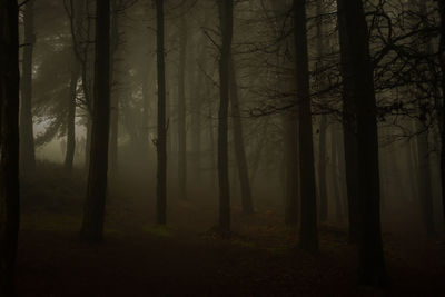 Trees in forest