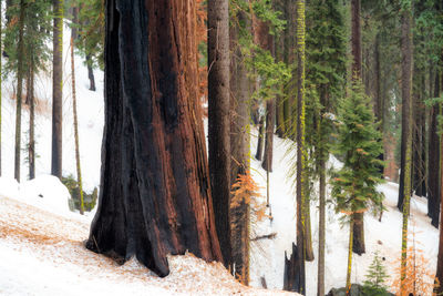 Pine trees in forest