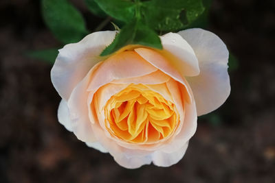 Close-up of blooming orange pastel color rose by natural light