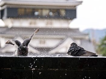 Pigeons splashing