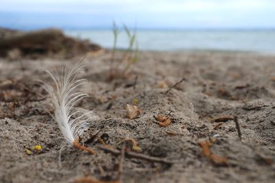 Close-up of feather on beach