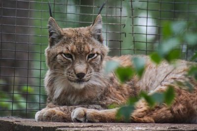 Portrait of cat in cage at zoo