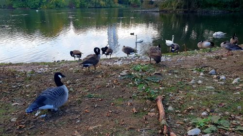 Flock of birds on lakeshore