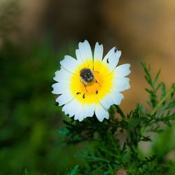 Close-up of honey bee pollinating flower