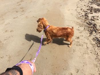 High angle view of cropped hand holding dog leash on beach