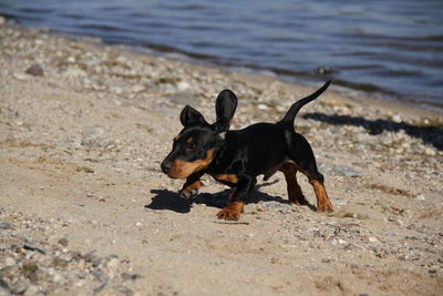 Black dog running on beach