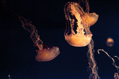 Close-up of jellyfish in water at night