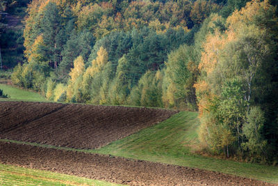 Scenic view of agricultural field during autumn