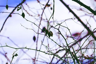 Close-up of flowers on tree branch