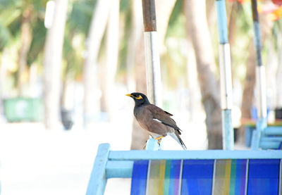 Bird perching on railing