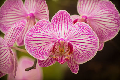 Close-up of pink flower