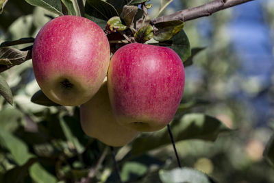 Close-up of apple growing on tree