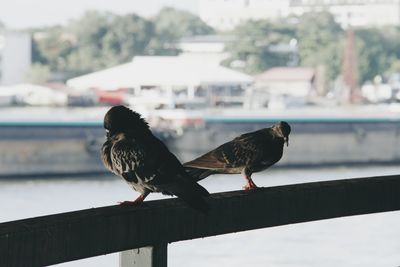 Bird perching on railing