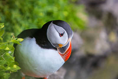 Close-up of puffin looking down outdoors
