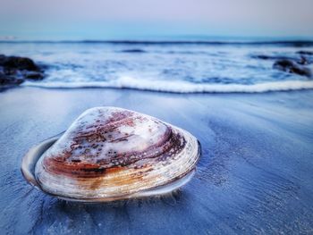 Close-up of shell on beach