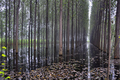 Panoramic view of trees in forest