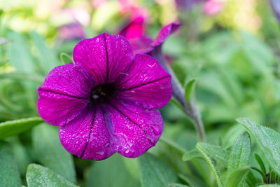 Close-up of raindrops on purple flowering plant