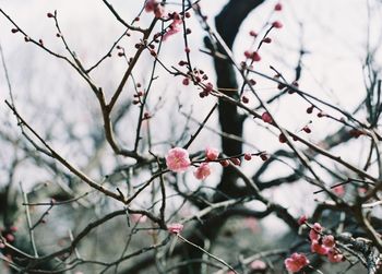 Close-up of cherry blossom