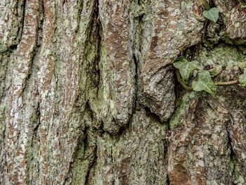 Close-up of tree trunk