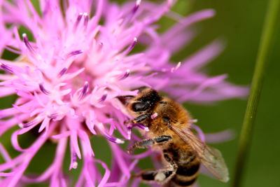 Close-up of honey bee pollinating on pink flower