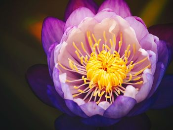 Close-up of purple flower blooming outdoors