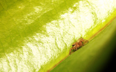 Close-up of grasshopper on glass