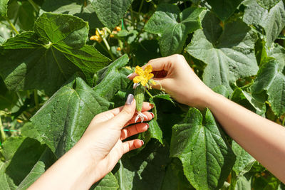 Cropped hands holding flower on plant