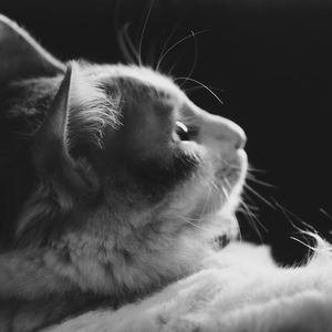 Close-up of dog lying down